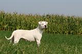 DOGUE ARGENTIN 348